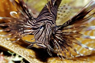 Face of a killer: a lionfish. Beautiful yet deadly, the fishes are eating everything in sight and destroying marine ecosystems all over the western Atlantic.