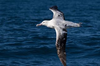A wandering albatross flying.