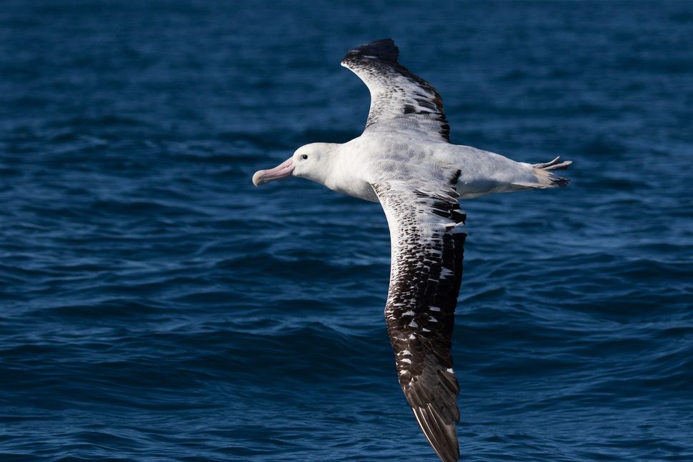 What Did The Albatross Symbolize