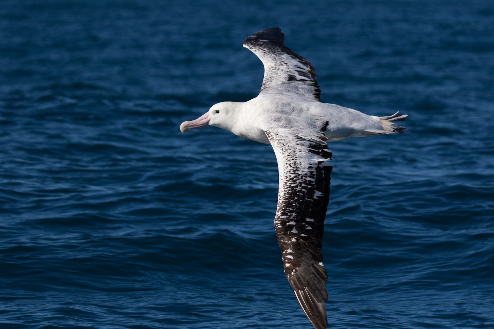 human travel albatros