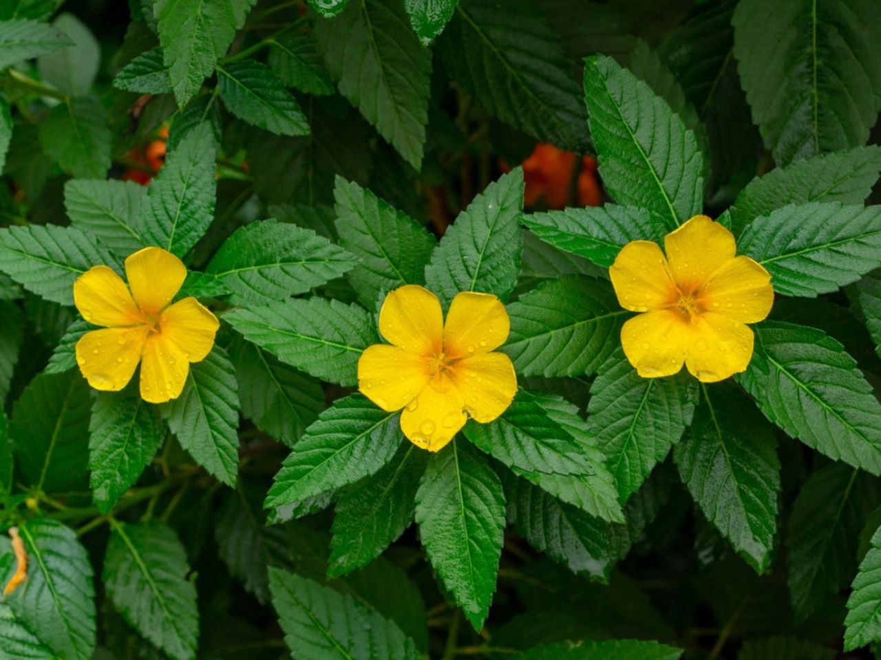 Buttercup Bushes With Yellow Flowers