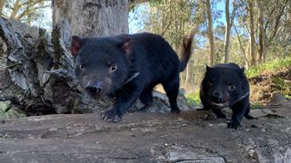 Reintroducing Tasmanian devils could help curb the harmful impact of invasive cats and foxes on native wildlife.