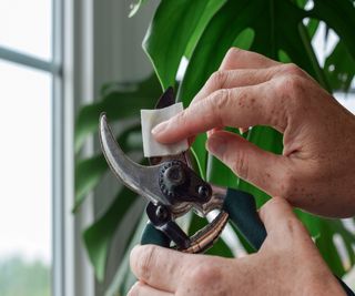 Disinfecting pruners with a wipe after use