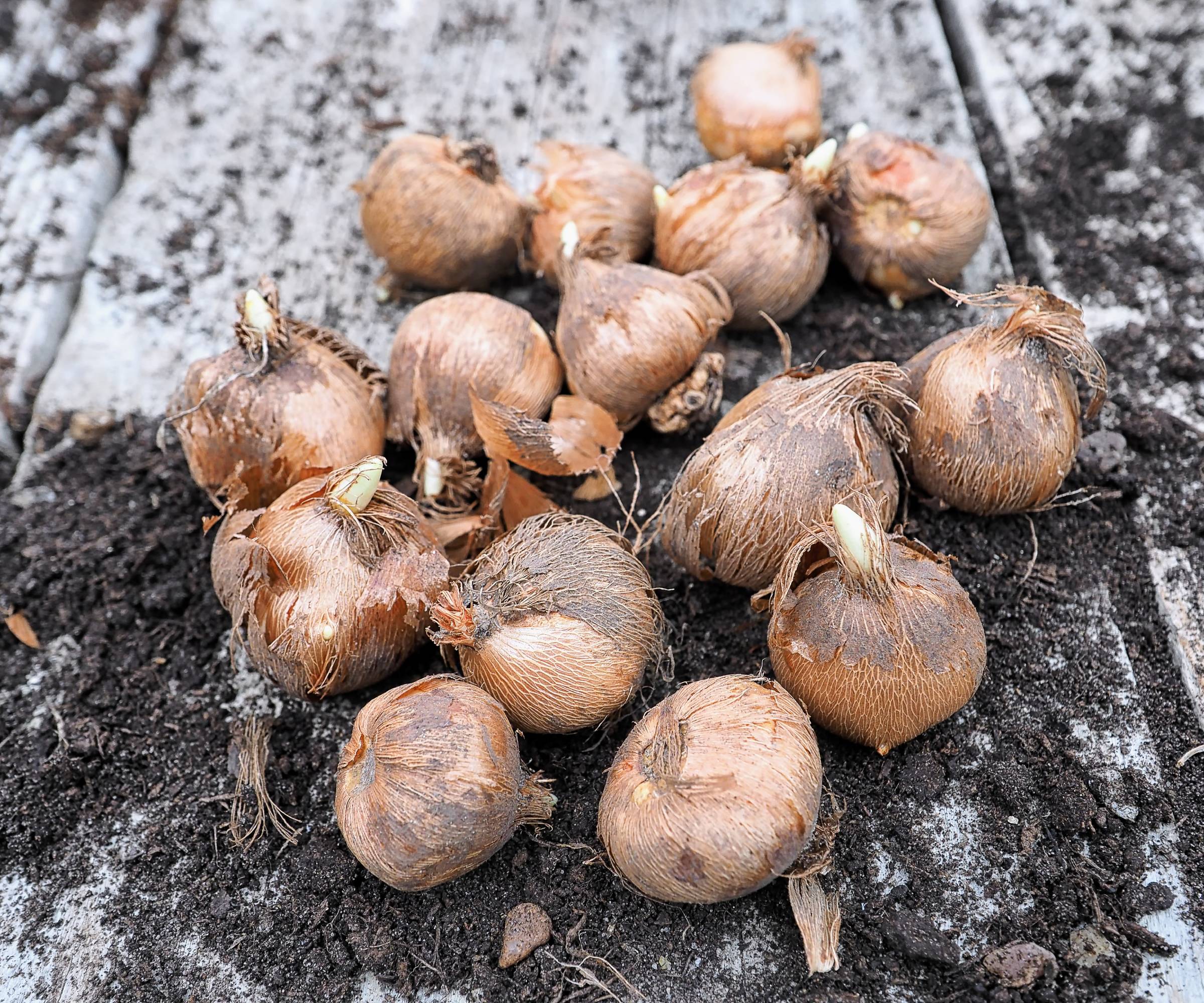 Several crocus corms on a dirty wooden surface