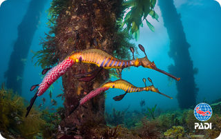 PADI certification card featuring a photograph of a Weedy Seadragon, taken by Sam Glenn Smith