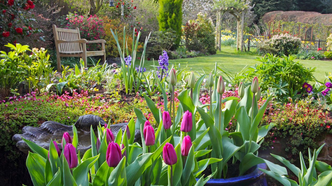 garden with tulips and bench