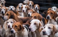 Kennels