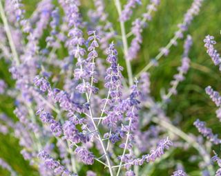 Russian sage – Salvia yangii