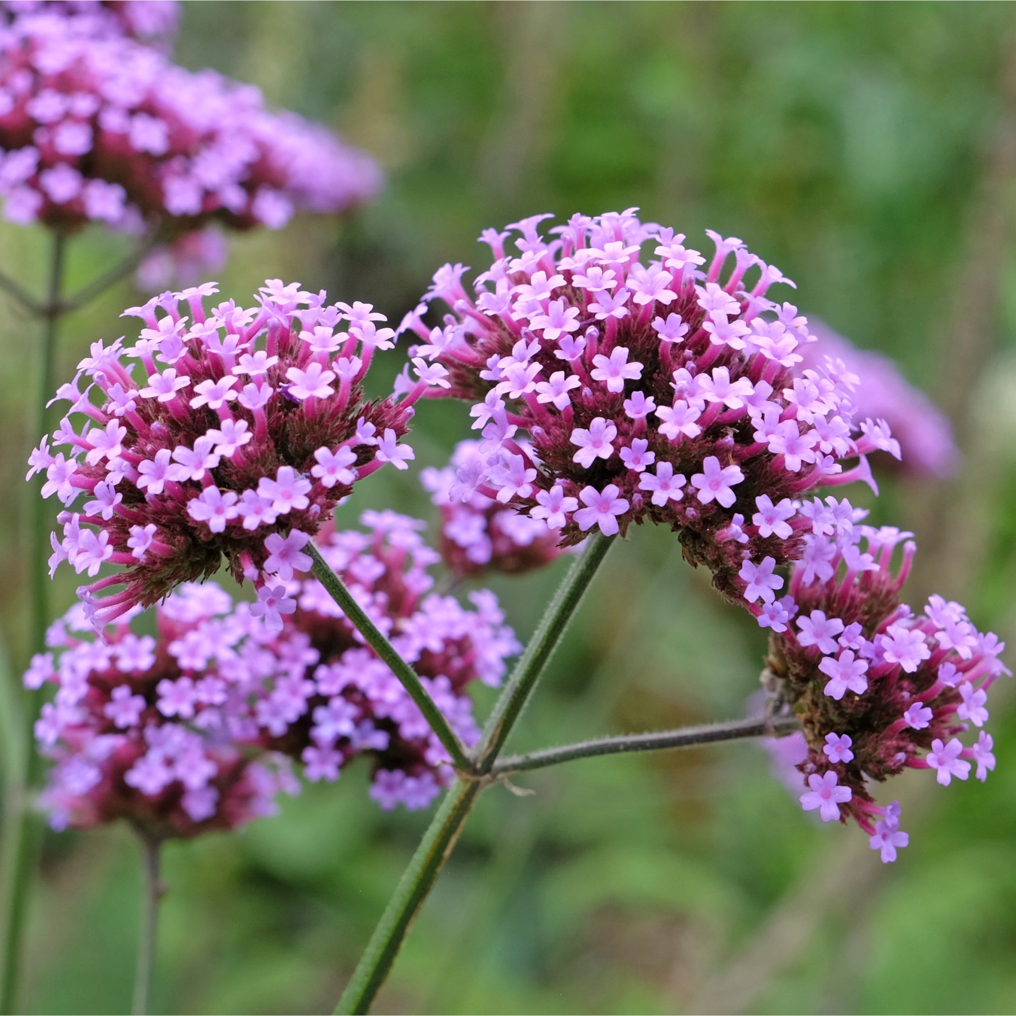 Closeup of Verbena bonariensis flowers growing in garden