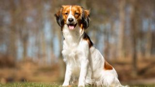 Kooikerhondje dog