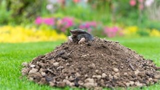 picture of mole emerging from molehill in garden