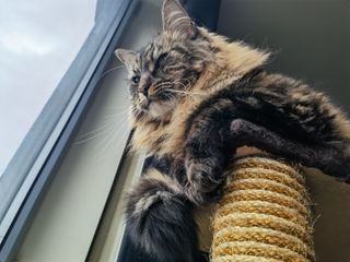 Huawei Mate X2 camera sample