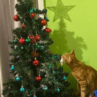 cat biting Christmas tree