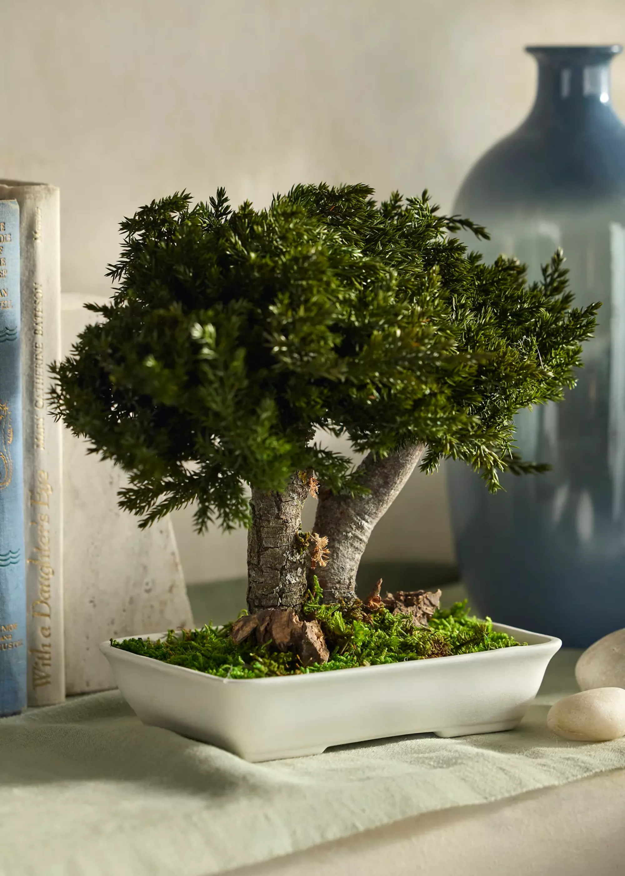 A potted bonsai on a shelf next to a large blue vase