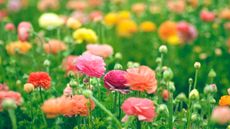 pastel flowers in a California spring garden