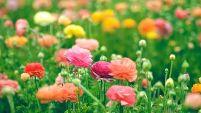pastel flowers in a California spring garden