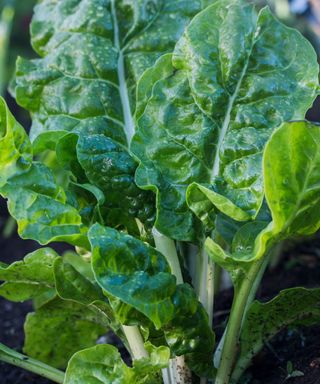 dark green spinach leaves