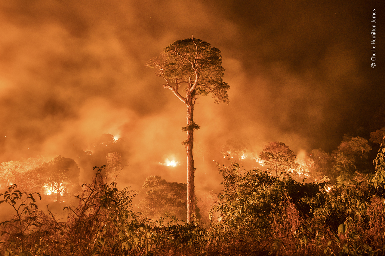 Wildlife Photographer of the Year