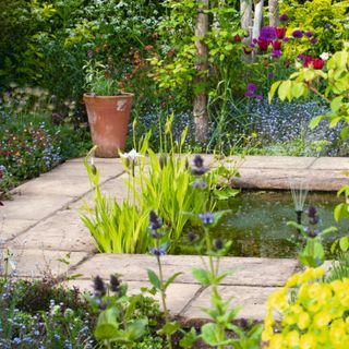 Wildflowers in garden borders