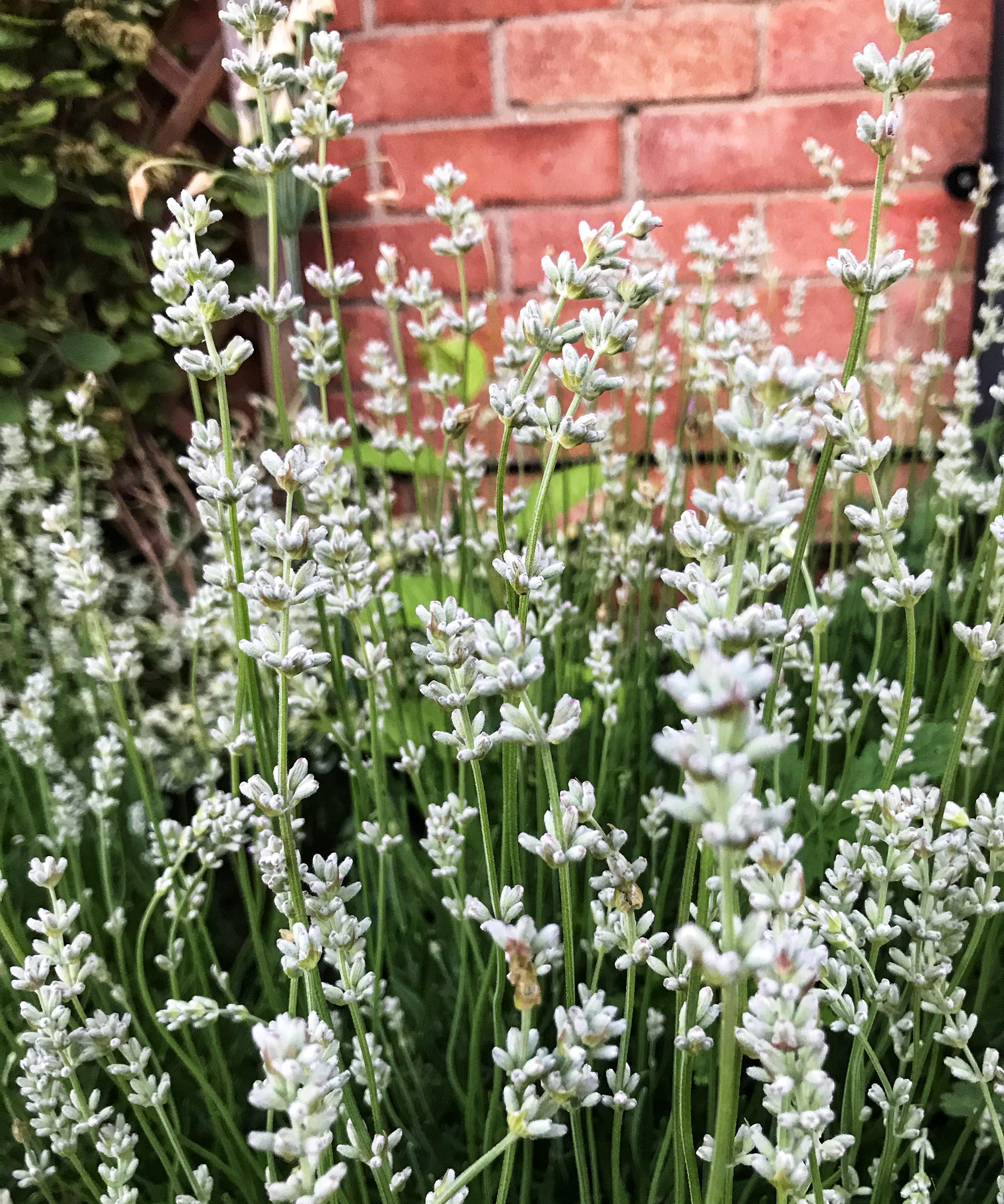 White Lavender plant against a brick wall