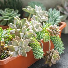 succulents in a trough