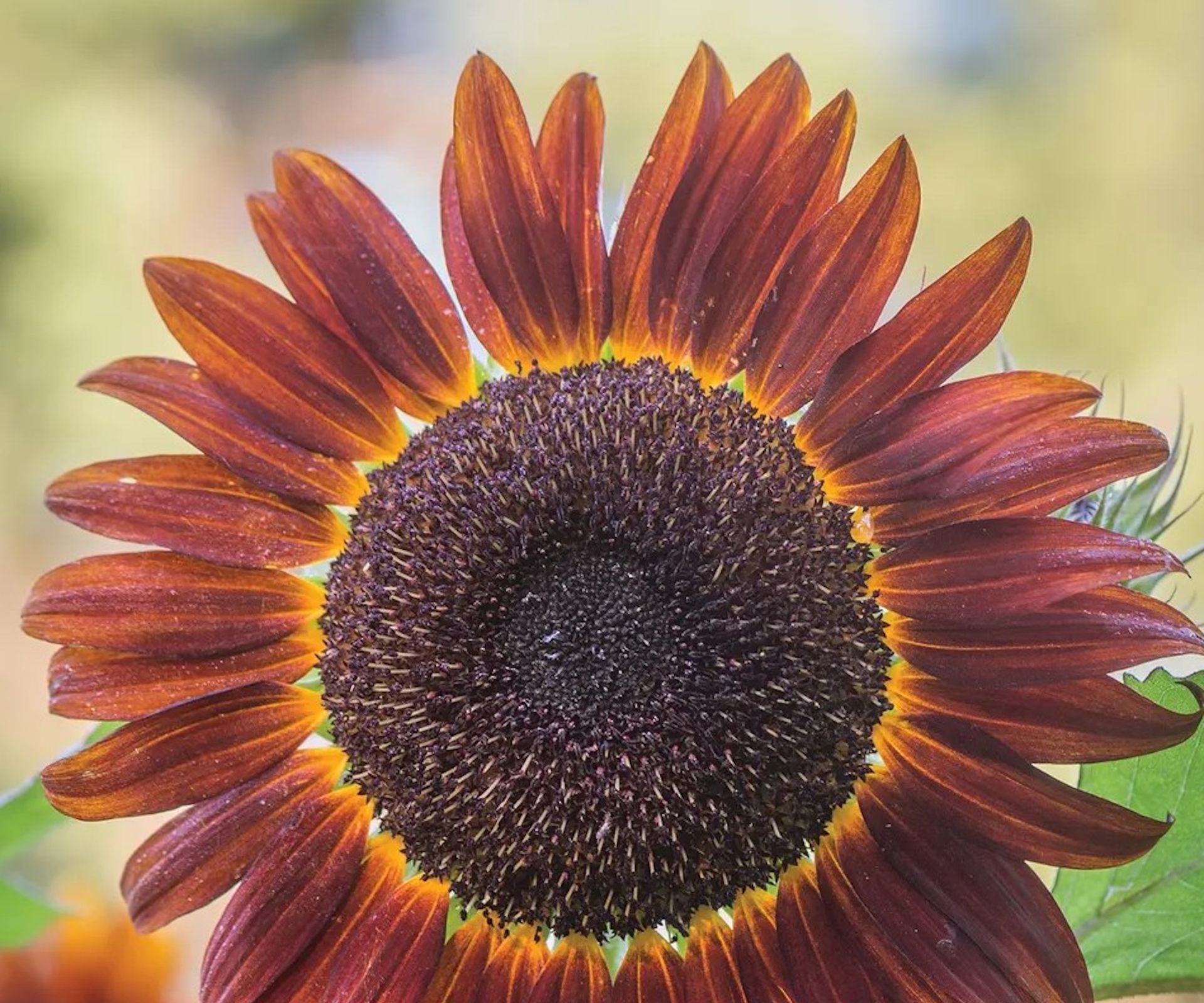 Sunflower, Chianti Hybrid, with deep maroon petals in summer