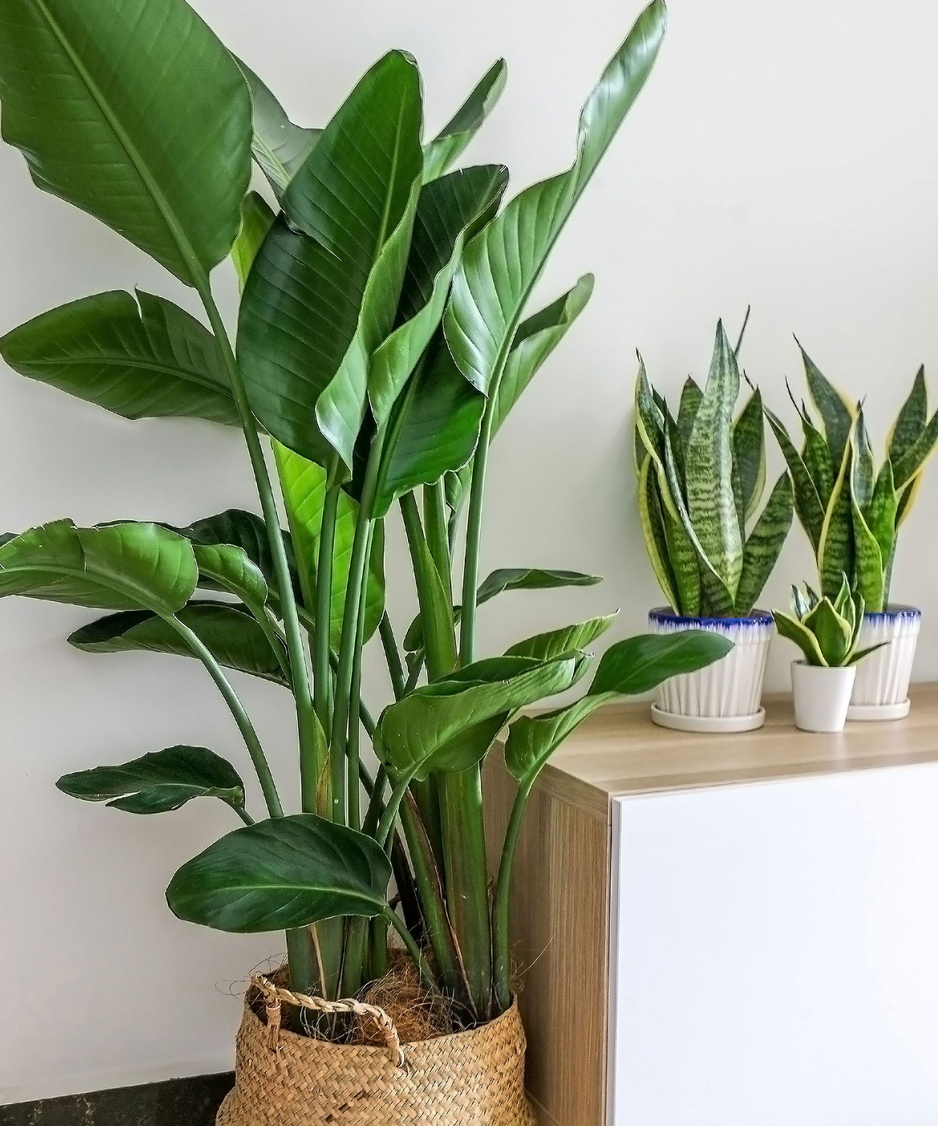 bird of paradise plant in living room with houseplants