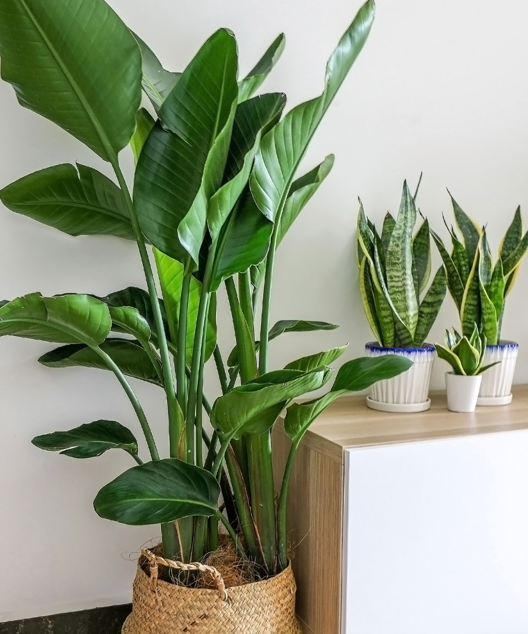 bird of paradise plant in living room with houseplants