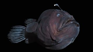 A black seadevil anglerfish swimming in the dark with a bioluminescent lure poking up from its head.