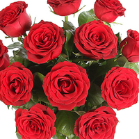 Serenata: A dozen red roses for £29.99