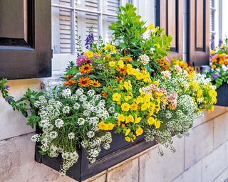 Colorful window box planted with sunshine flowers