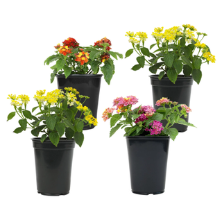 A set of four assorted lantana starters