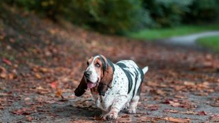 Basset hound walking