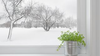 Plant on windowsill during winter