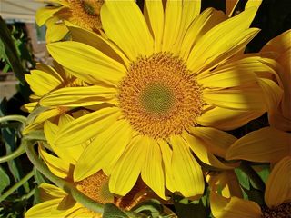 Sunflower oil contains more Vitamin E than any other commercial vegetable oil.