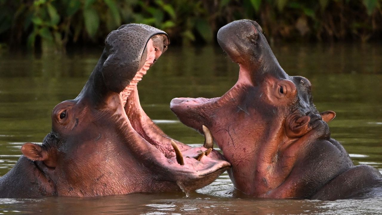 Hippos in lake near the Hacienda Nápoles theme park, previously the private estate of Pablo Escobar