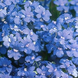 Nemesia Seeds - Blue Gem 