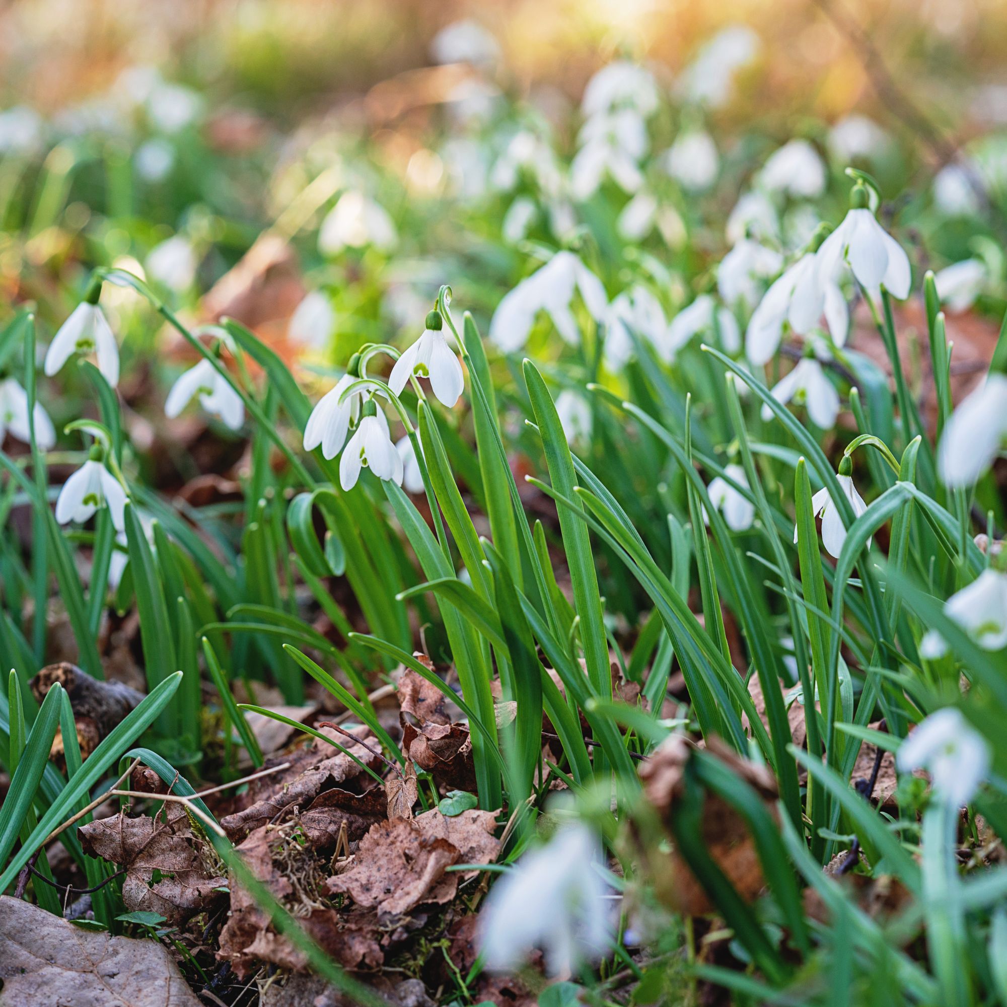 Flowering Galanthus nivalis or common snowdrops