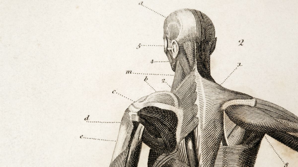 An old medical illustration of the human body