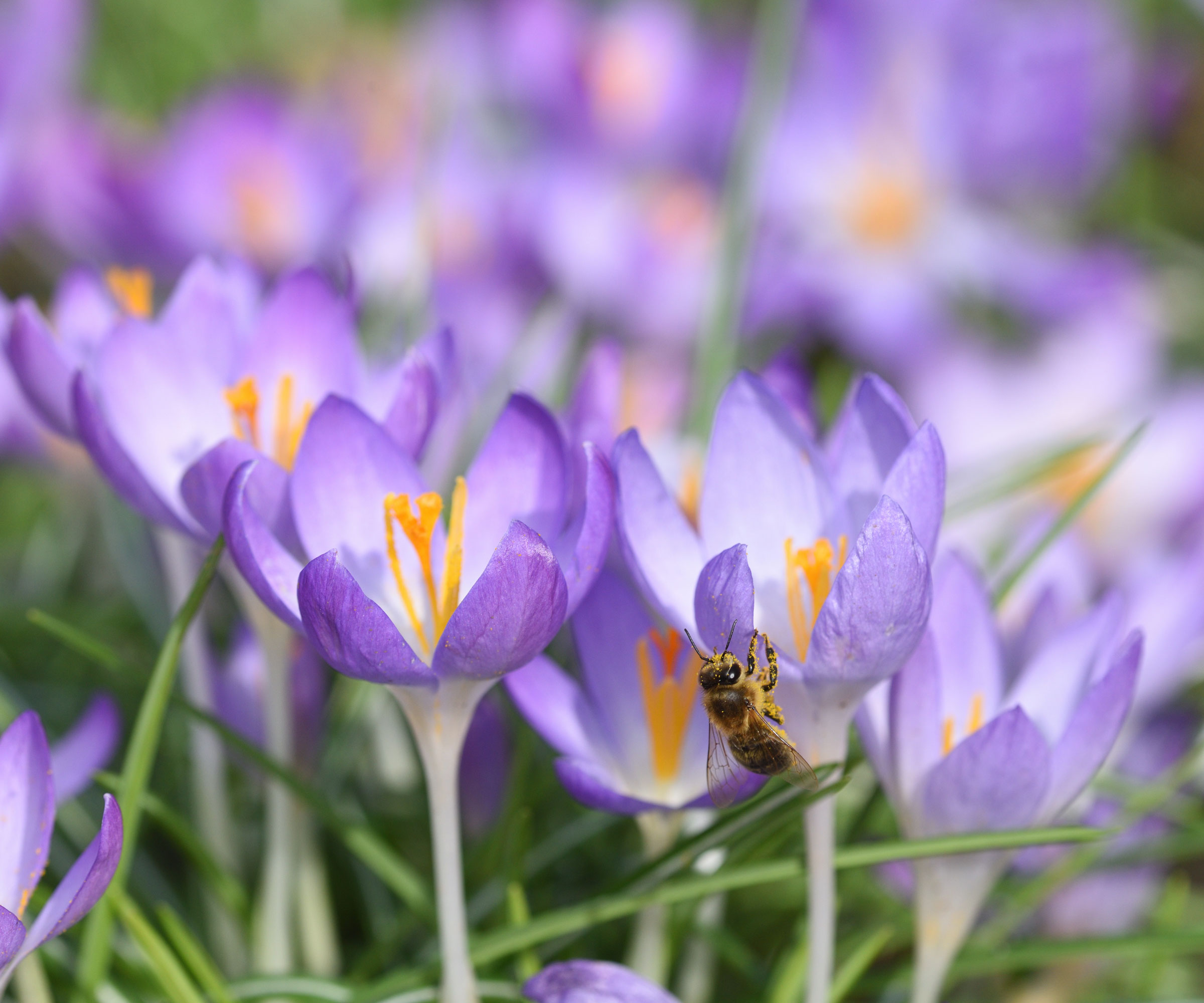 purple crocus flowers growing in lawn with bee on one of the flowers