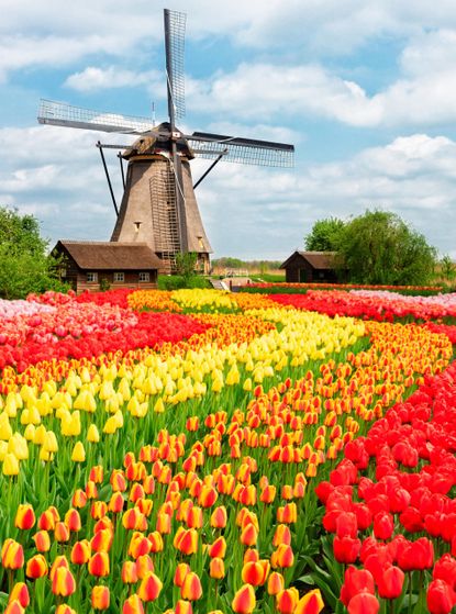 Holland tulips holiday with Charlie Dommick