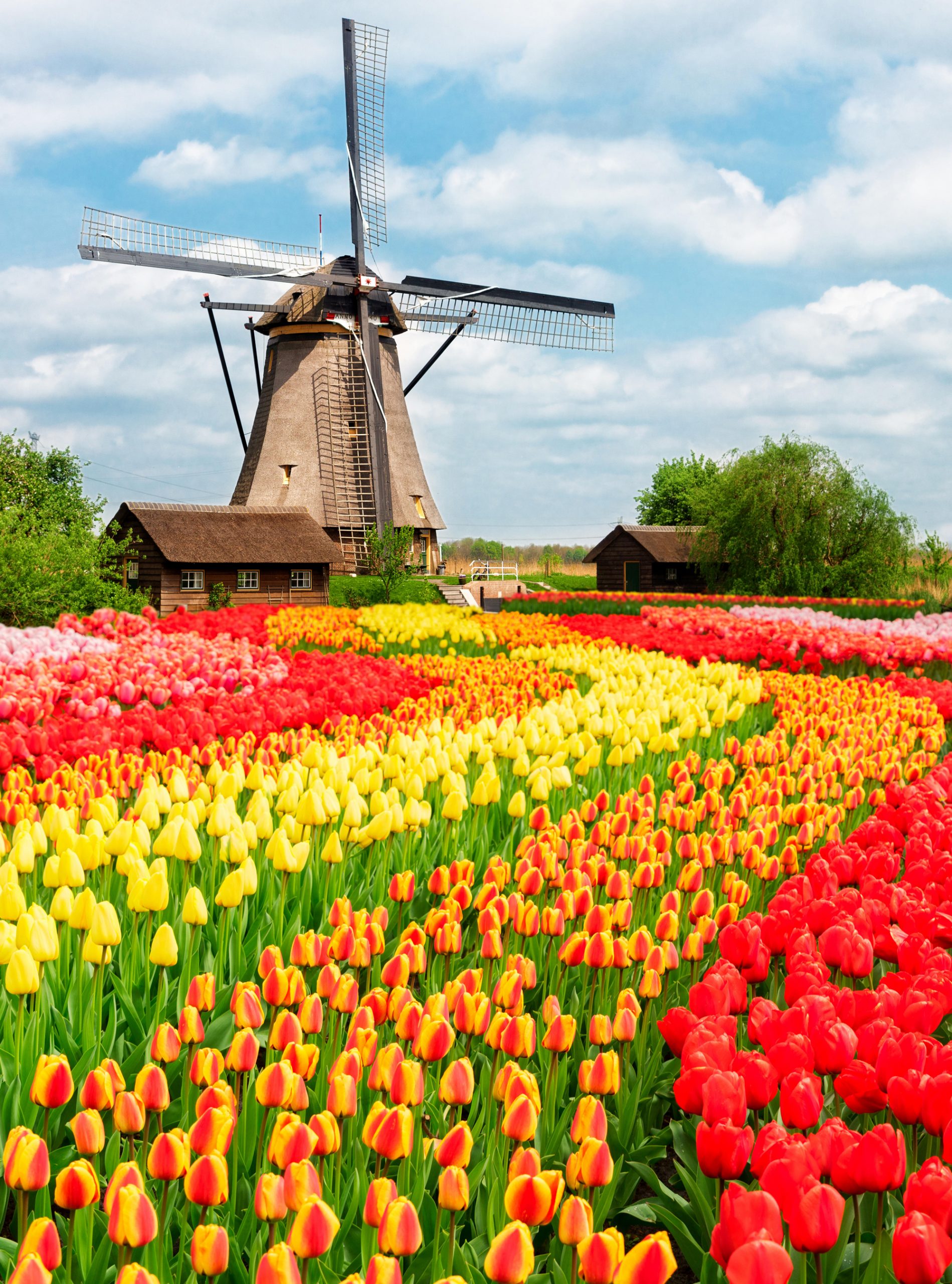 Charlie Dimmock To Join Our New Spring Tour Of Holland's Dazzling Tulip Fields |