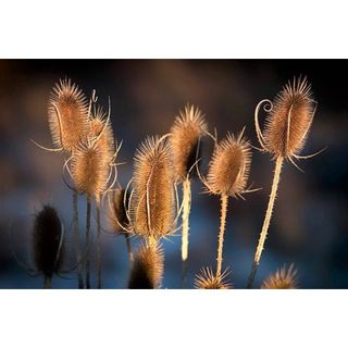 75 Fullers Teasel Indian Teasel Dipsacus Sativus White Flower Herb Seeds