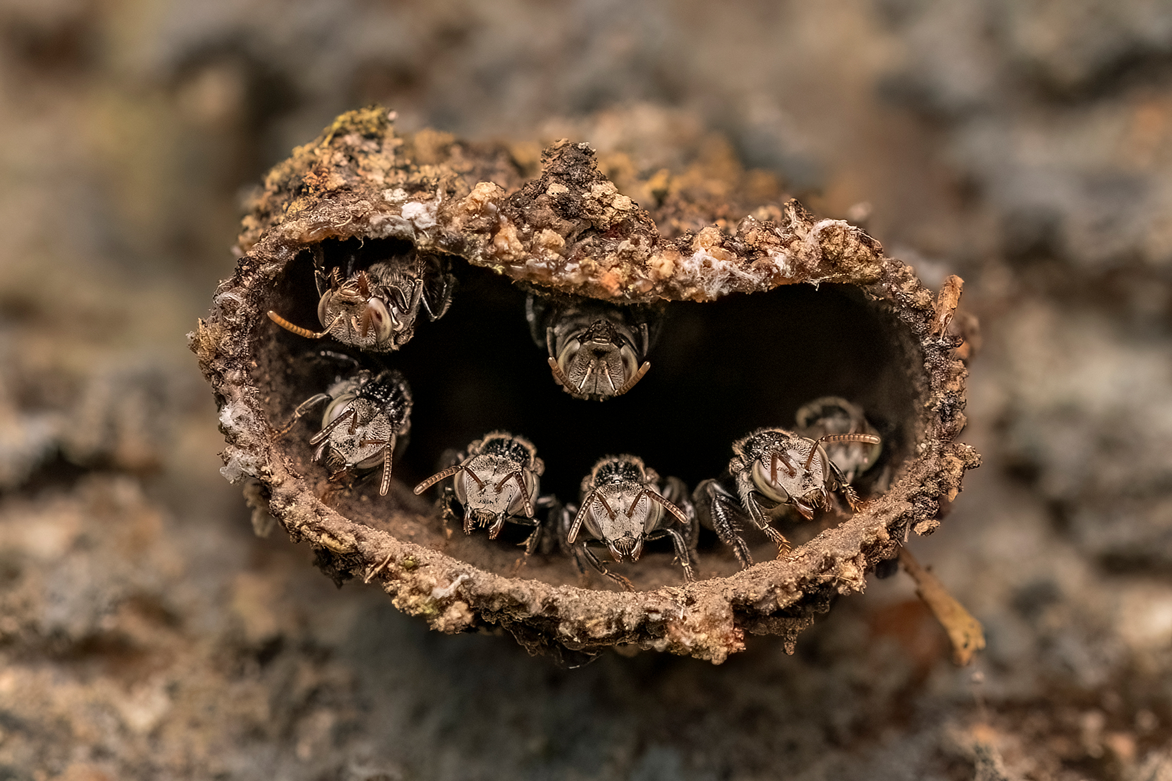 A close-up of several bees emerging from a hollow, natural nest, showcasing their intricate details and textures