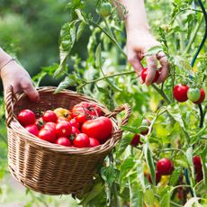 Harvesting home-grown tomatoes off the vine, into a basket