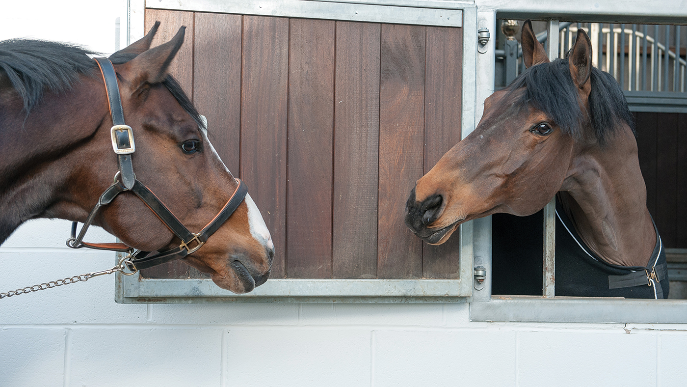 Je T'aime Flamenco and Big Star say hello at Stallion AI Services.