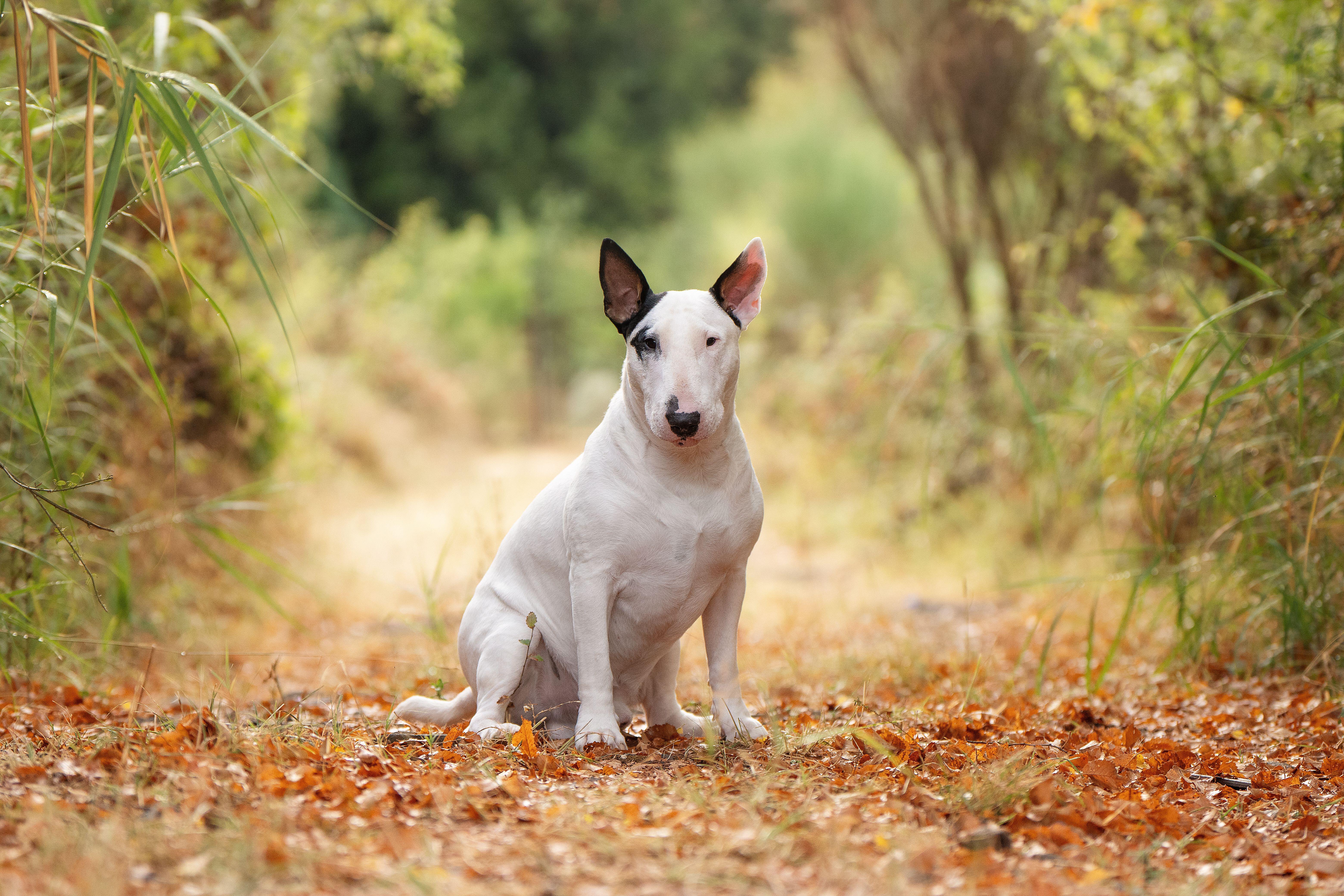 A white Bull Terrier with black markings on its ears sits on a leafy woodland path in autumn, looking directly at the camera.