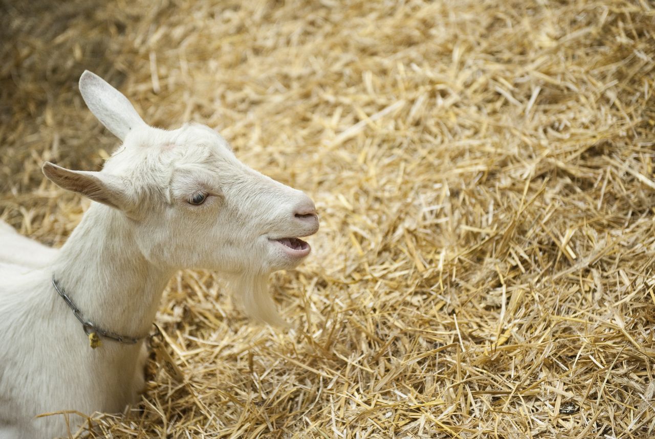 A goat in his enclosure