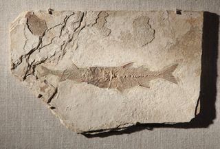 A fossil fish known as Mioplosus labracoides bit off more than it could chew when it tried to eat another member of its own kind over 50 million years ago.