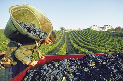Loire reds 2014 vintage